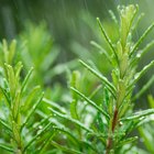 Herbs That Contain Zinc