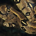 Boa Constrictor Facts For Kids | Sciencing