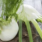 Substitutions for Fennel