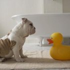 The Recommended Crate Size for an English Bulldog | Pets - The Nest