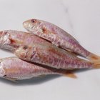 How to Fillet Trout