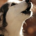 Why Does My Dog Need Attention All the Time? | Dog Care - Daily Puppy