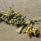 How to Use Kelp on Your Face to Tighten the Skin