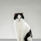 What to Get for Someone Whose Cat Died