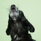 Options to Stop a Dog From Howling | Dog Care - Daily Puppy
