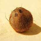 What Does It Mean if a Coconut Smells Like Alcohol?