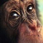 Diferencias entre los cráneos de los chimpancés y los cráneos humanos