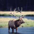 Does Soaking Elk Roast in Milk Do Anything?