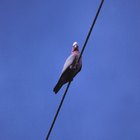 Cómo saber si las palomas son machos o hembras
