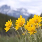 Arnica for Acne