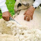 Uses for Anhydrous Lanolin