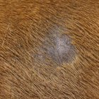 Differences Between a Dog's Staph Infection and Ringworm | Dog Care ...