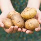Can You Eat Green Skins on Potatoes?