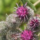 Burdock Root for Acne