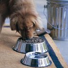How Long Does a Bag of Dog Food Last for a Dog? | Dog Care - Daily Puppy