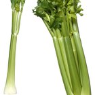 How Can I Keep Celery From Going Bad So Fast?