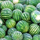 How to Buy Watermelons