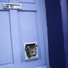 How to Potty Train With a Doggie Door | Dog Care - Daily Puppy