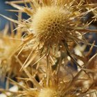 How to Remove Burrs From Dog Hair | Dog Care - Daily Puppy