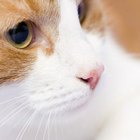 Are Silica Gel Packs Poisonous to Cats? - Pets - The Nest
