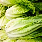 How to Store Romaine Lettuce and Kale