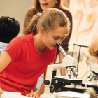 Los pasos para un proyecto de ciencias