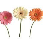 How to Make a Round Gerber Daisy Wedding Bouquet