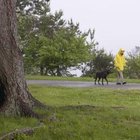 Rain Hats for Dogs | Pets - The Nest