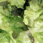 Can You Make Pickled Lettuce?