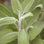 How to Use Sage to Combat Hair Loss