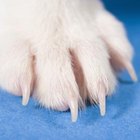 Will a Dog Regrow a Lost Nail? | Dog Care - Daily Puppy