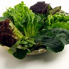 Easy Lettuce Wrap Appetizers