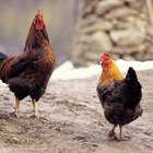 Cómo evitar que los pollos se piquen las plumas