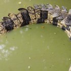 How to Cook Gator Tails