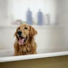 The Benefits of Epsom Salt for Dogs | Dog Care - Daily Puppy