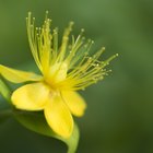 Herbs That Cause Photosensitivity