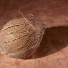 How to Cook Rice Inside a Coconut Shell