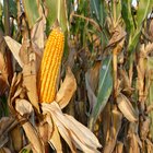 Different Ways to Cook Whole Kernel Corn