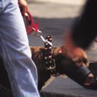 Are Muzzles Safe for Dogs Overnight? | Dog Care - Daily Puppy