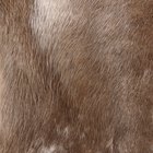 Repairing a Dry Fur Pelt