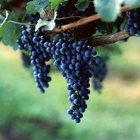 Polyphenols & the Skin