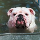 How to Keep Your Dog's Ears Dry During a Bath | Dog Care - Daily Puppy