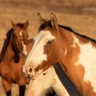 ¿Cuál es el ecosistema del caballo salvaje?
