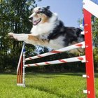 Why Do Dogs Have an Extra Finger on the Feet? | Dog Care - Daily Puppy