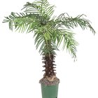Cómo hacer una palmera con un tubo de regalo
