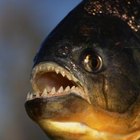 What Happens if the Alkalinity Rises Too High in an Aquarium? | Pets - The Nest