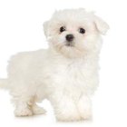 What Is the Attractant in Puppy Pads? | Pets - The Nest