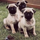 How to Care for Baby Pugs | Pets - The Nest