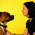 What Are the Little Black Bugs on My Dog's Skin? | Dog Care - Daily Puppy