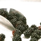 How to Freeze Dewberries